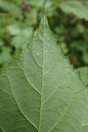 Rubus condensatus \ Gedr&auml;ngtbl&uuml;tige Brombeere / Compact-Flowered Bramble, D Bretten-Bauerbach 13.9.2019