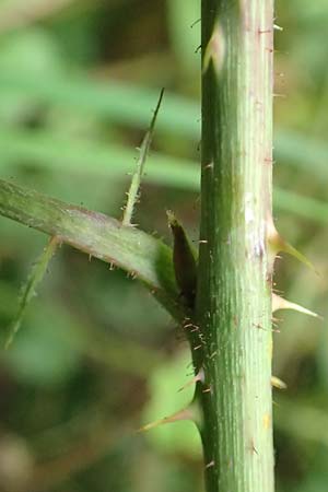 Rubus condensatus \ Gedr&auml;ngtbl&uuml;tige Brombeere / Compact-Flowered Bramble, D Bretten-Bauerbach 13.9.2019