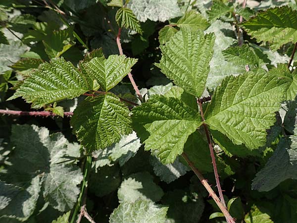 Rubus caesius \ Kratzbeere / Dewberry, D Mannheim 15.9.2019
