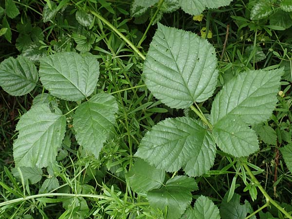 Rubus calvus \ Kahlk&ouml;pfige Haselblatt-Brombeere / Bald-Headed Bramble, D Spessart, Mernes 20.6.2020
