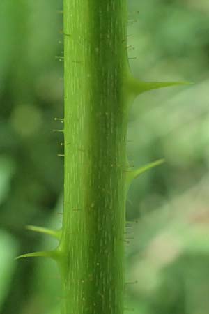 Rubus calvus \ Kahlk&ouml;pfige Haselblatt-Brombeere / Bald-Headed Bramble, D Spessart, Mernes 20.6.2020