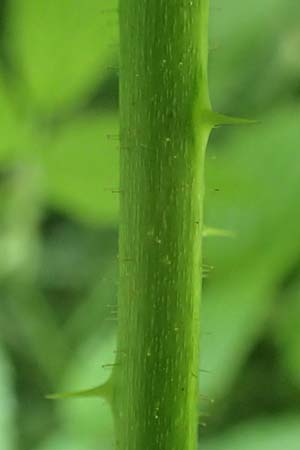 Rubus calvus \ Kahlk&ouml;pfige Haselblatt-Brombeere / Bald-Headed Bramble, D Spessart, Mernes 20.6.2020
