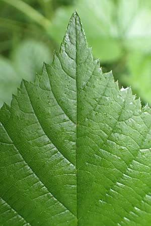 Rubus calvus \ Kahlk&ouml;pfige Haselblatt-Brombeere / Bald-Headed Bramble, D Spessart, Mernes 20.6.2020