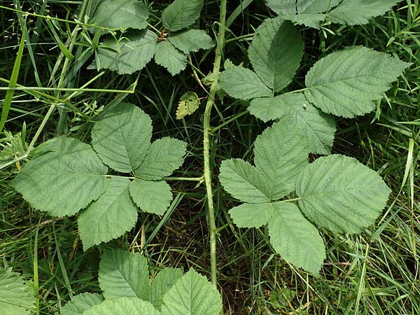 Rubus calvus \ Kahlk&ouml;pfige Haselblatt-Brombeere / Bald-Headed Bramble, D Spessart, Mernes 20.6.2020