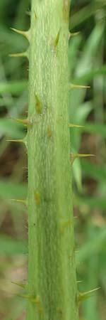 Rubus calvus \ Kahlk&ouml;pfige Haselblatt-Brombeere / Bald-Headed Bramble, D Spessart, Mernes 20.6.2020