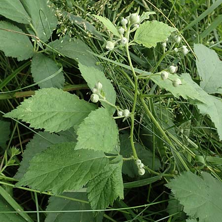 Rubus calvus \ Kahlk&ouml;pfige Haselblatt-Brombeere / Bald-Headed Bramble, D Spessart, Mernes 20.6.2020