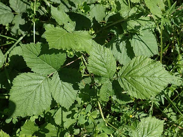 Rubus curvaciculatus \ Krummnadelige Brombeere / Curved-Spined Bramble, D Spessart, Obersinn 21.6.2020
