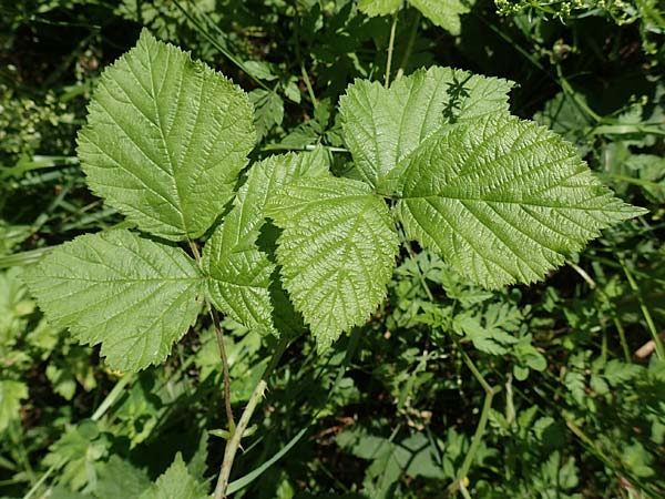 Rubus curvaciculatus \ Krummnadelige Brombeere / Curved-Spined Bramble, D Spessart, Obersinn 21.6.2020