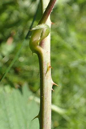 Rubus curvaciculatus \ Krummnadelige Brombeere / Curved-Spined Bramble, D Spessart, Obersinn 21.6.2020