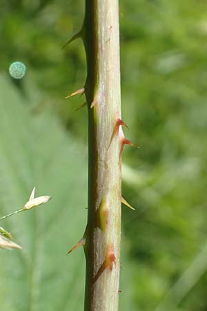 Rubus curvaciculatus \ Krummnadelige Brombeere / Curved-Spined Bramble, D Spessart, Obersinn 21.6.2020