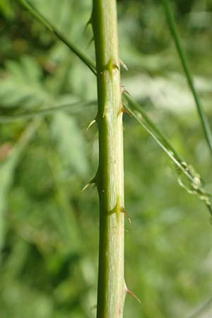 Rubus curvaciculatus \ Krummnadelige Brombeere / Curved-Spined Bramble, D Spessart, Obersinn 21.6.2020