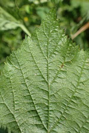 Rubus curvaciculatus \ Krummnadelige Brombeere / Curved-Spined Bramble, D Spessart, Obersinn 21.6.2020
