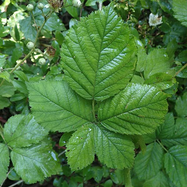 Rubus calvus \ Kahlk&ouml;pfige Haselblatt-Brombeere / Bald-Headed Bramble, D Spessart, Obersinn 21.6.2020