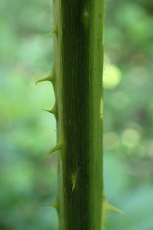 Rubus calvus \ Kahlk&ouml;pfige Haselblatt-Brombeere / Bald-Headed Bramble, D Spessart, Obersinn 21.6.2020