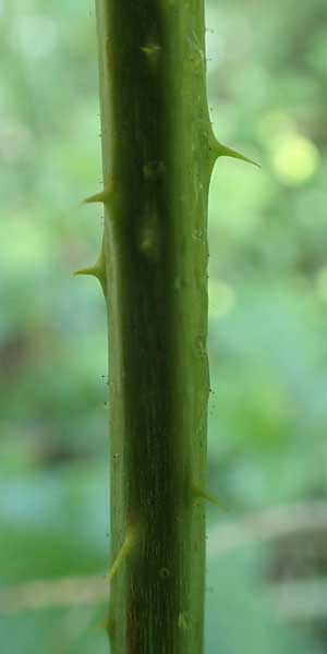Rubus calvus \ Kahlk&ouml;pfige Haselblatt-Brombeere / Bald-Headed Bramble, D Spessart, Obersinn 21.6.2020