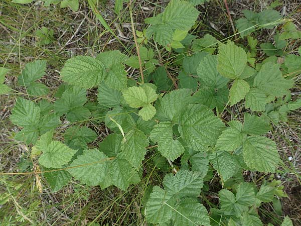 Rubus curvaciculatus \ Krummnadelige Brombeere / Curved-Spined Bramble, D Langenprozelten 21.6.2020