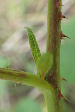 Rubus curvaciculatus \ Krummnadelige Brombeere / Curved-Spined Bramble, D Langenprozelten 21.6.2020