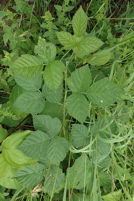 Rubus curvaciculatus \ Krummnadelige Brombeere / Curved-Spined Bramble, D Langenprozelten 21.6.2020