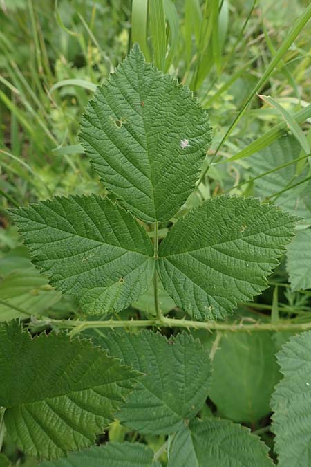 Rubus curvaciculatus \ Krummnadelige Brombeere / Curved-Spined Bramble, D Langenprozelten 21.6.2020