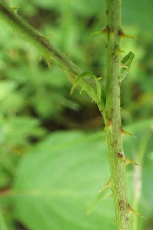Rubus curvaciculatus \ Krummnadelige Brombeere / Curved-Spined Bramble, D Langenprozelten 21.6.2020