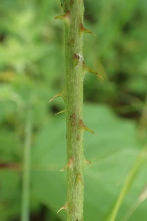 Rubus curvaciculatus \ Krummnadelige Brombeere / Curved-Spined Bramble, D Langenprozelten 21.6.2020