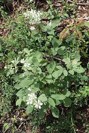 Rubus canescens \ Filz-Brombeere / Wooly Bramble, D Dillenburg-Donsbach 21.6.2020