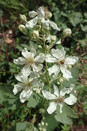 Rubus canescens \ Filz-Brombeere / Wooly Bramble, D Dillenburg-Donsbach 21.6.2020