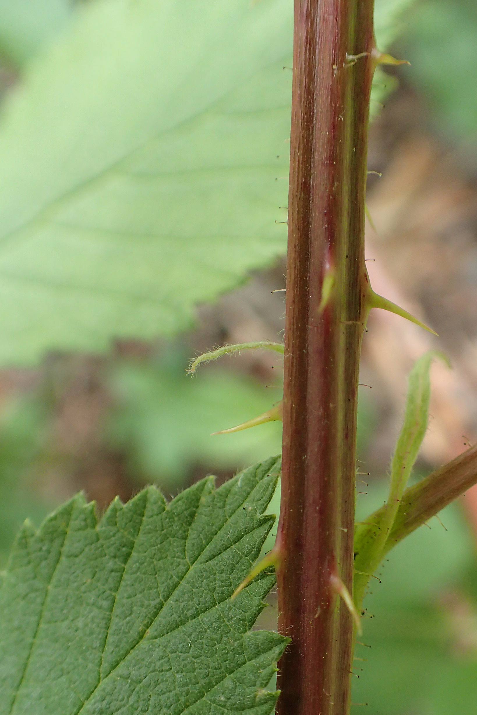 Rubus canescens \ Filz-Brombeere / Wooly Bramble, D Dillenburg-Donsbach 21.6.2020