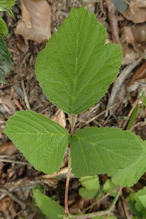 Rubus canescens \ Filz-Brombeere / Wooly Bramble, D Dillenburg-Donsbach 21.6.2020