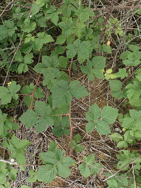 Rubus camptostachys \ Bewimperte Haselblatt-Brombeere / Hairy Bramble, D Siegbach-&Uuml;bernthal 22.6.2020
