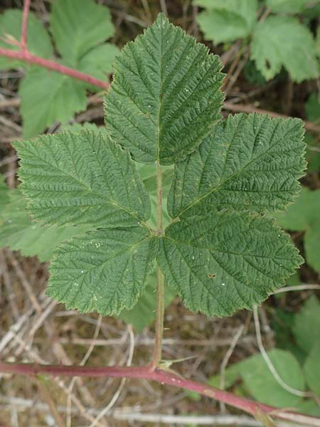 Rubus camptostachys \ Bewimperte Haselblatt-Brombeere / Hairy Bramble, D Siegbach-&Uuml;bernthal 22.6.2020