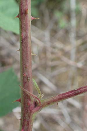 Rubus camptostachys \ Bewimperte Haselblatt-Brombeere / Hairy Bramble, D Siegbach-&Uuml;bernthal 22.6.2020