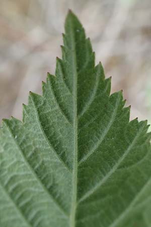 Rubus camptostachys \ Bewimperte Haselblatt-Brombeere / Hairy Bramble, D Siegbach-&Uuml;bernthal 22.6.2020