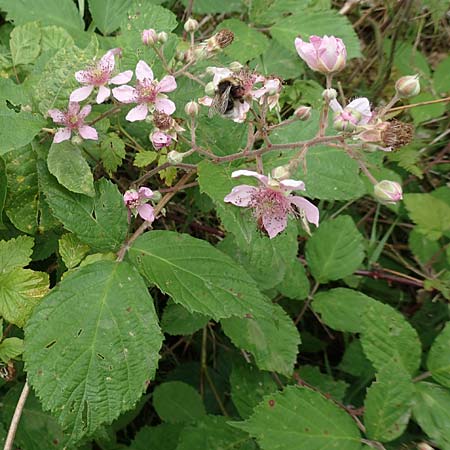 Rubus caninitergi \ Hunsr&uuml;ck-Brombeere / Hunsr�ck Bramble, D Hunsr&uuml;ck, Langweiler 18.7.2020