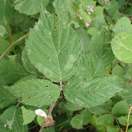 Rubus caninitergi \ Hunsr&uuml;ck-Brombeere / Hunsr�ck Bramble, D Hunsr&uuml;ck, Langweiler 18.7.2020
