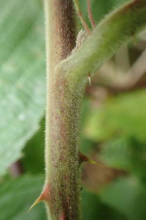 Rubus caninitergi \ Hunsr&uuml;ck-Brombeere / Hunsr�ck Bramble, D Hunsr&uuml;ck, Langweiler 18.7.2020