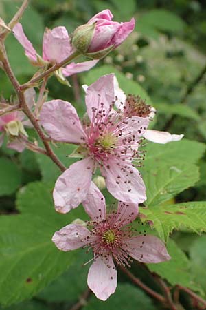 Rubus caninitergi \ Hunsr&uuml;ck-Brombeere / Hunsr�ck Bramble, D Hunsr&uuml;ck, Langweiler 18.7.2020