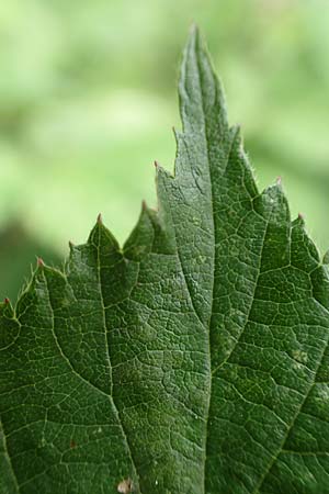 Rubus caninitergi \ Hunsr&uuml;ck-Brombeere / Hunsr�ck Bramble, D Hunsr&uuml;ck, Langweiler 18.7.2020