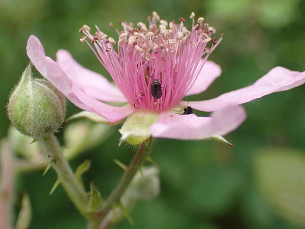 Rubus caninitergi \ Hunsr&uuml;ck-Brombeere / Hunsr�ck Bramble, D Hunsr&uuml;ck, Langweiler 18.7.2020