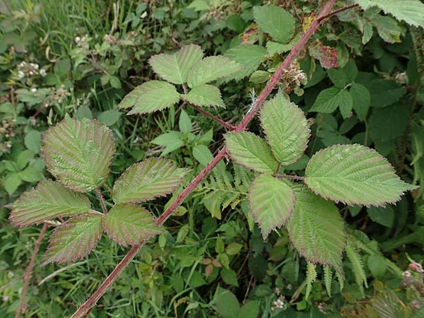 Rubus caninitergi \ Hunsr&uuml;ck-Brombeere / Hunsr�ck Bramble, D Hunsr&uuml;ck, Langweiler 18.7.2020