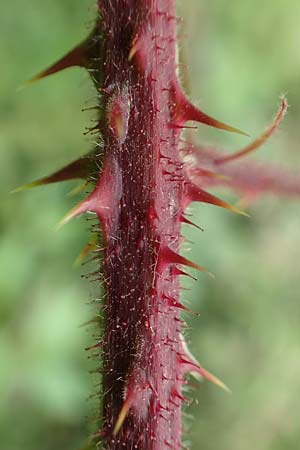 Rubus caninitergi \ Hunsr&uuml;ck-Brombeere / Hunsr�ck Bramble, D Hunsr&uuml;ck, Langweiler 18.7.2020