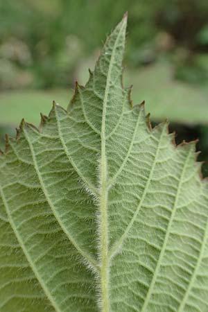 Rubus caninitergi \ Hunsr&uuml;ck-Brombeere / Hunsr�ck Bramble, D Hunsr&uuml;ck, Langweiler 18.7.2020