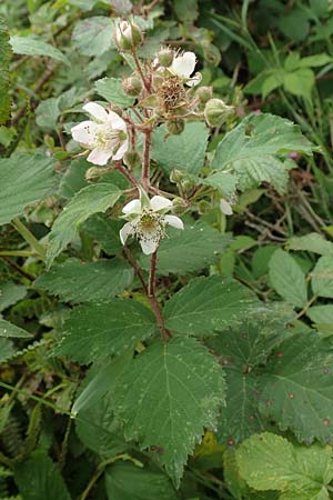 Rubus caninitergi \ Hunsr&uuml;ck-Brombeere / Hunsr�ck Bramble, D Hunsr&uuml;ck, Langweiler 18.7.2020