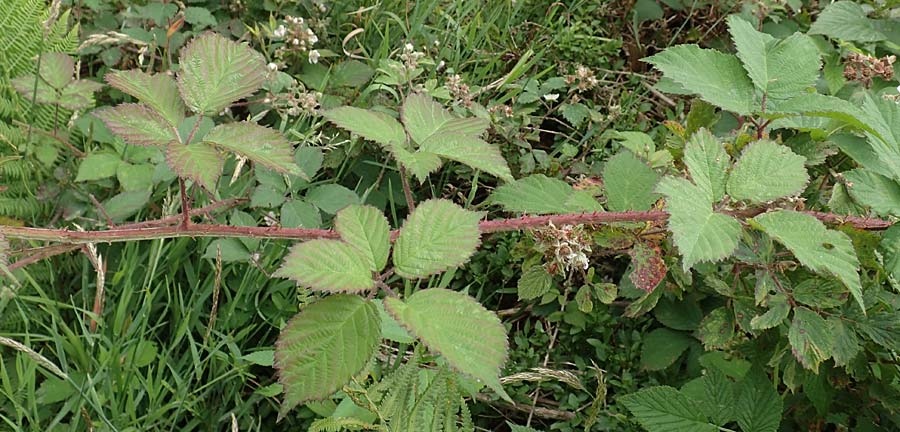 Rubus caninitergi \ Hunsr&uuml;ck-Brombeere / Hunsr�ck Bramble, D Hunsr&uuml;ck, Langweiler 18.7.2020