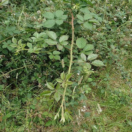 Rubus caninitergi \ Hunsr&uuml;ck-Brombeere / Hunsr�ck Bramble, D Hunsr&uuml;ck, Langweiler 18.7.2020