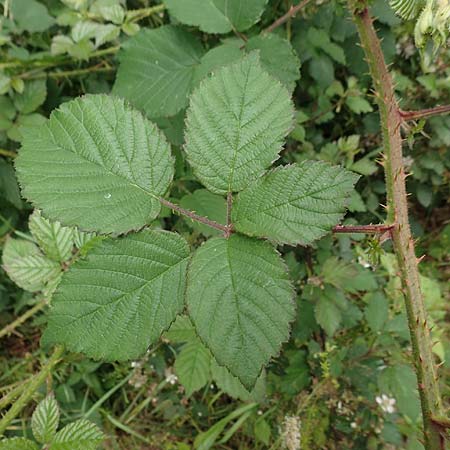 Rubus caninitergi \ Hunsr&uuml;ck-Brombeere / Hunsr�ck Bramble, D Hunsr&uuml;ck, Langweiler 18.7.2020
