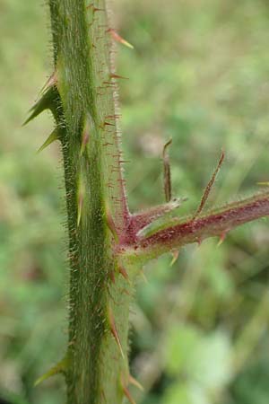 Rubus caninitergi \ Hunsr&uuml;ck-Brombeere / Hunsr�ck Bramble, D Hunsr&uuml;ck, Langweiler 18.7.2020