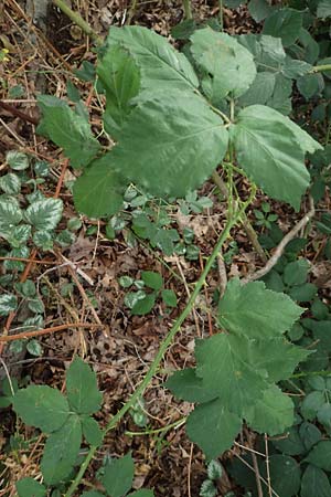 Rubus adspersus \ Hainbuchenbl�ttrige Brombeere / Beech-Leaved Bramble, D Wankumer Heide 27.7.2020