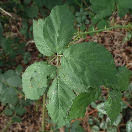 Rubus adspersus \ Hainbuchenbl�ttrige Brombeere / Beech-Leaved Bramble, D Wankumer Heide 27.7.2020