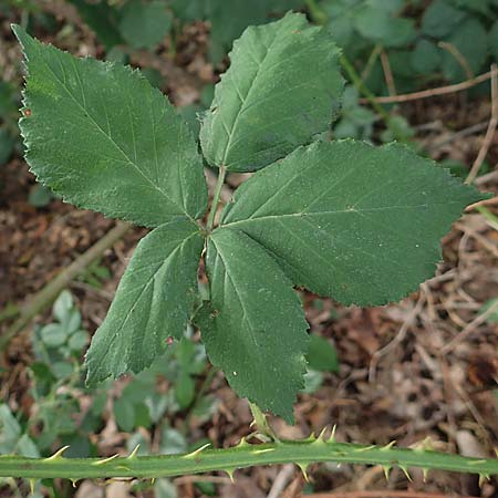 Rubus adspersus \ Hainbuchenbl�ttrige Brombeere / Beech-Leaved Bramble, D Wankumer Heide 27.7.2020